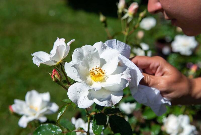 Ogród w słonecznym blasku, po deszczu, z białymi kwiatami róży na pierwszym planie, które ogrodnik wyciera do sucha papierowym ręcznikiem. W tle widzimy inne kwiaty i trawnik